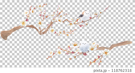 Watercolor illustration of white plum blossoms and wild bird (long-tailed tit). Japanese culture. 118762318