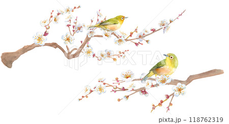 早春の花：梅の花とメジロの水彩イラスト。白梅花と小鳥。日本文化。の