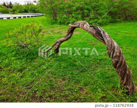 Green grass field with fallen branch lilac tree. 118762938