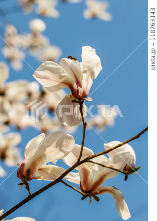 beautiful magnolia flowers with water droplets beautiful magnolia flowers with water droplets 118763143