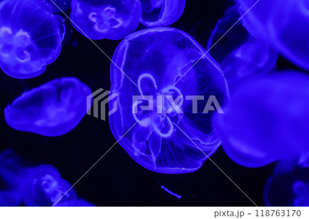 macro aurelia aurita semaeostomeae 118763170