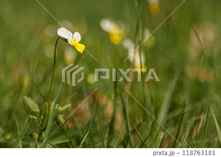 Beautiful spring flowering meadow of fresh flowers Beautiful spring flowering meadow of fresh flowers 118763181