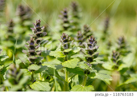 Beautiful spring flowering meadow of fresh flowers Beautiful spring flowering meadow of fresh flowers 118763183