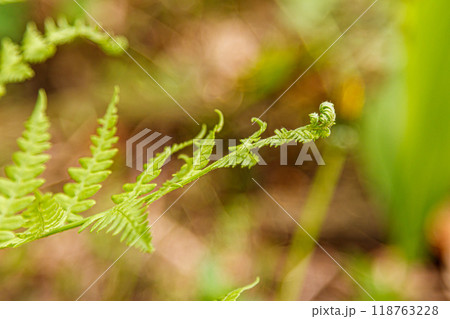 Beautiful spring flowering meadow of fresh flowers Beautiful spring flowering meadow of fresh flowers 118763228