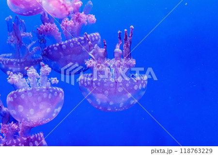 macro of a beautiful jellyfish mastigias papua macro of a beautiful jellyfish mastigias papua 118763229