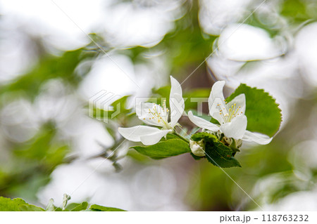 Beautiful spring flowering branches of trees with white flowers and insects macro 118763232