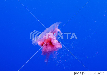 macro of a beautiful jellyfish cyanea capillata 118763233