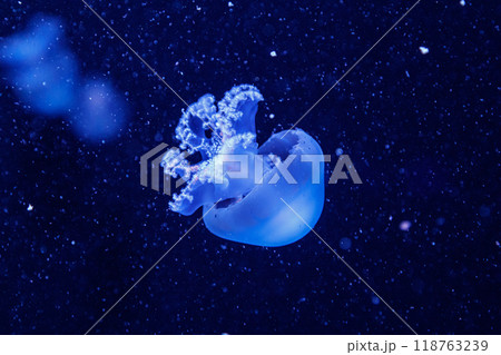 macro of a beautiful jellyfish rhizostoma pulmo 118763239