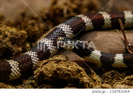 snake lampropeltis getula californiae snake lampropeltis getula californiae 118763264