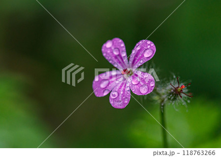 Beautiful spring flowering meadow of fresh flowers Beautiful spring flowering meadow of fresh flowers 118763266