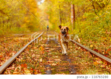 Autumn forest through which an old tram rides (Ukraine) and red dog 118763280