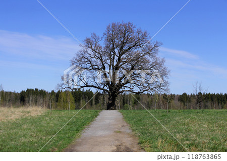 an oak tree with a lush crown in early spring. The concept of natural monuments, taking care of nature. 118763865