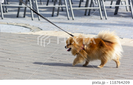 Pomeranian Spitz walks on a leash down the street Pomeranian Spitz walks on a leash down the street 118764209