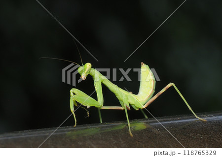 ハラビロカマキリの幼虫 ハラビロカマキリの幼虫 118765329