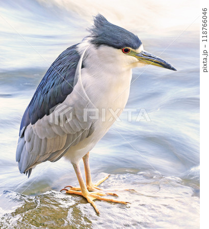 Portrait of a Black-crowned night heron sitting on the river border 118766046