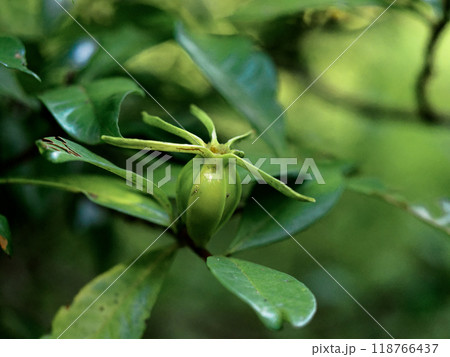 アカネ科クチナシの若い果実 アカネ科クチナシの若い果実 118766437