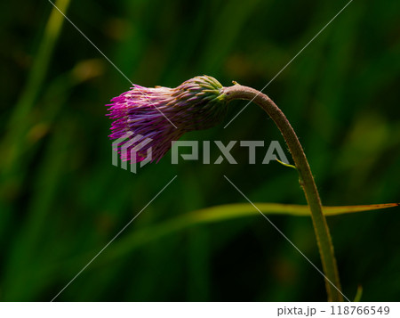 秋の山野草キク科キセルアザミの蕾 118766549