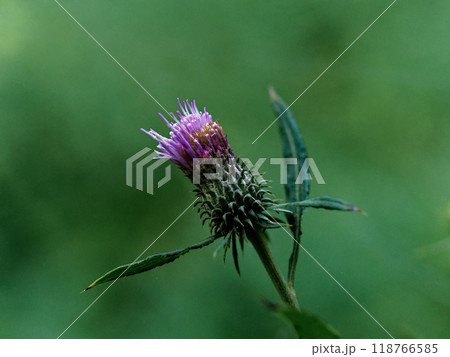 秋の山野草キク科スズカアザミの蕾 118766585