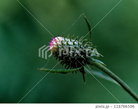 秋の山野草キク科スズカアザミの蕾 秋の山野草キク科スズカアザミの蕾 118766586