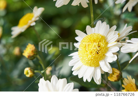 秋の庭に咲く菊の花 秋の庭に咲く菊の花 118766726