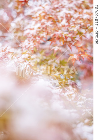 雪の中のモミジ 打吹公園 雪の中のモミジ 打吹公園 118767081