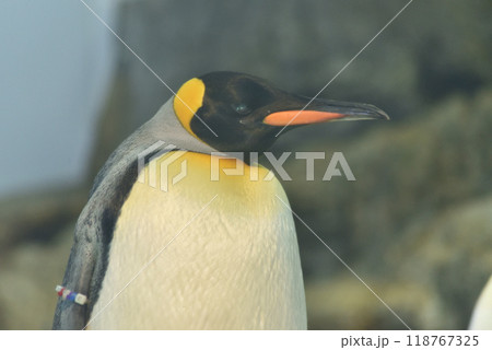 オウサマペンギン(アドベンチャーワールド) 118767325