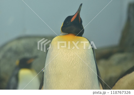 オウサマペンギン(アドベンチャーワールド) 118767326