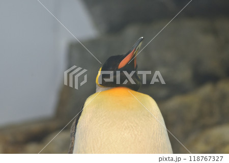 オウサマペンギン(アドベンチャーワールド) オウサマペンギン(アドベンチャーワールド) 118767327