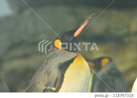 オウサマペンギン(アドベンチャーワールド) オウサマペンギン(アドベンチャーワールド) 118767328
