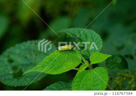 ツマグロオオヨコバイ 118767384