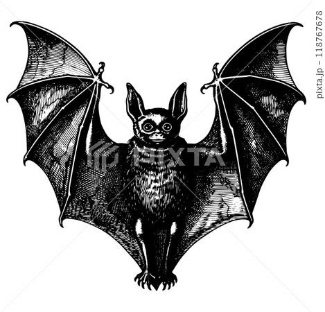 Bat copperplate engraving vector illustration. - Stock