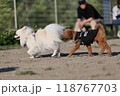 お尻の匂いを嗅がれるポメラニアン 118767703