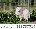 笑顔満点なポメラニアン 118767715