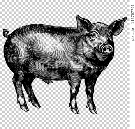 豚の銅版画のベクターイラスト。 118767791