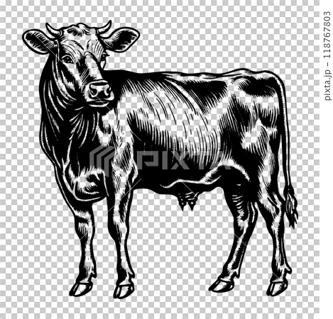 肉牛の銅版画のベクターイラスト。 118767803