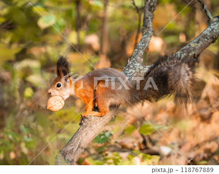 Close-up of squirrel eating walnut on tree. Sciurus vulgaris with nut in mouth. Cute animal in autumn nature. Subsistence of wild animals in their natural environment. Carrying nut in mouth in autumn Close-up of squirrel eating walnut on tree. Sciurus vulgaris with nut in mouth. Cute animal in autumn nature. Subsistence of wild animals in their natural environment. Carrying nut in mouth in autumn 118767889