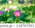 光を浴びて輝くちょうど見頃のピンクのハスの花 118767901