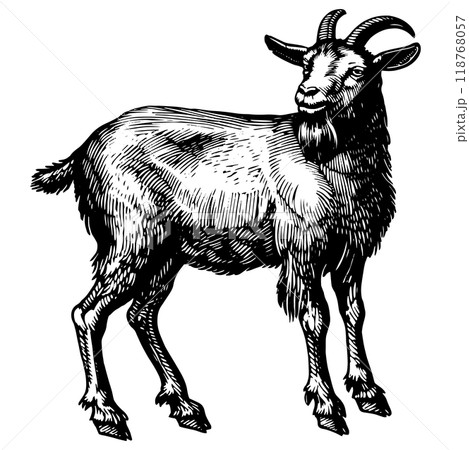 ヤギの銅版画のベクターイラスト。 ヤギの銅版画のベクターイラスト。 118768057
