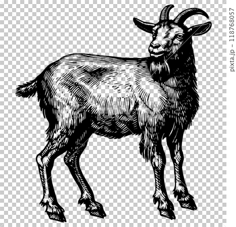 ヤギの銅版画のベクターイラスト。 ヤギの銅版画のベクターイラスト。 118768057
