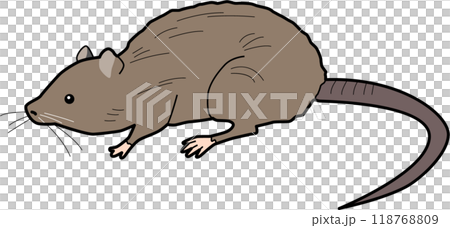 Brown rat illustration 118768809