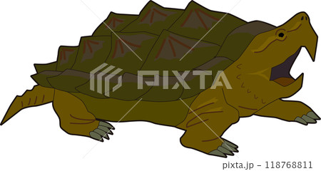 ワニガメのイラスト ワニガメのイラスト 118768811