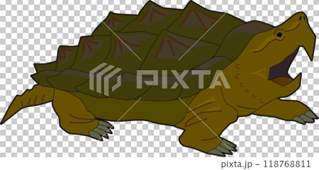 ワニガメのイラスト ワニガメのイラスト 118768811