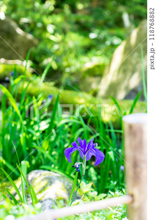 滋賀県愛知郡愛荘町 金剛輪寺(湖東三山) 明寿院 庭園(国指定名勝)桃山時代 滋賀県愛知郡愛荘町 金剛輪寺(湖東三山) 明寿院 庭園(国指定名勝)桃山時代 118768882
