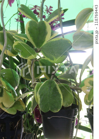 Hoya kerrii plant on hanging pot in farm Hoya kerrii plant on hanging pot in farm 118769443