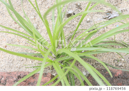 Juncus bufonius grass plant on field 118769456