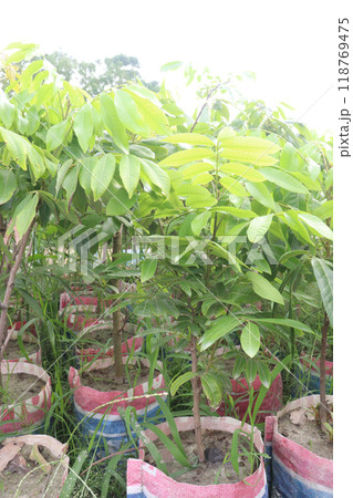 Mahogany tree plant on farm 118769475