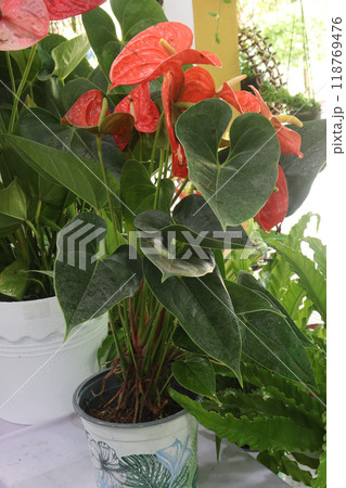 Laceleaf flower plant on nursery 118769476