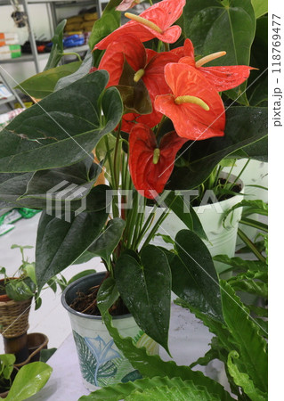 Laceleaf flower plant on nursery 118769477