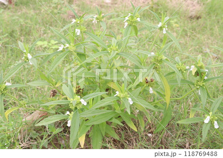 Leucas zeylanica plant on farm for harvest 118769488
