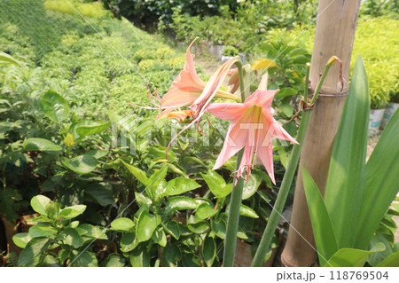 Striped Barbados Lily flower plant on nursery 118769504